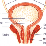 Incontinencia e hipopresivos