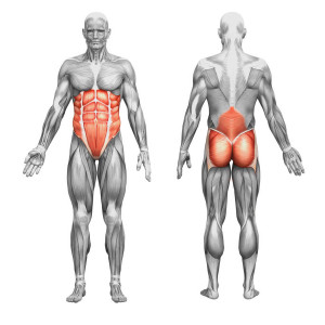 17714630 - male anatomy and muscles