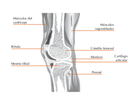 rodilla