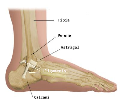 Prevenció de les lesions de turmell